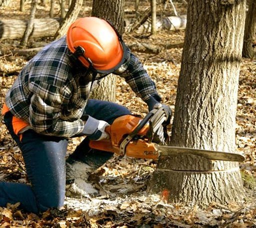 Tree Removal in Edgarton, WV